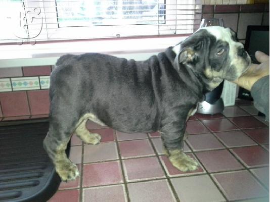 PoulaTo: Super Adorable Αγγλικά μπουλντόγκ AKC