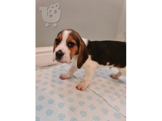 Διαθέσιμα κουτάβια Beagle