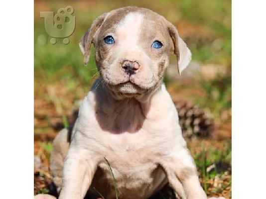 PoulaTo: Catahoula Leopard