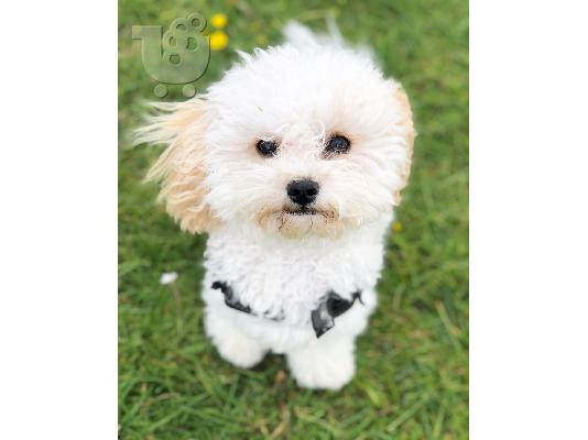  υπέροχο αρσενικό και θηλυκό Cavachon έτοιμο Γνωρίστε τα υπέροχα αρσενικά και θηλυκά κουτά...