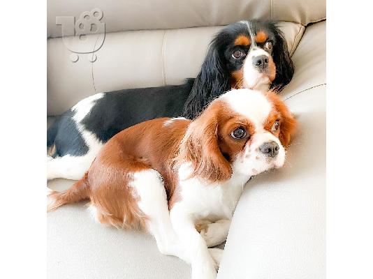 PoulaTo: Φοβερός Cavalier King Charles