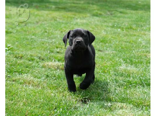 Boerboel (Μαστίφ Νότιας Αφρικής) κουτάβια