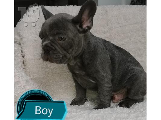 όμορφο γαλλικόBulldog έτοιμο για το νέο σπίτι τους
