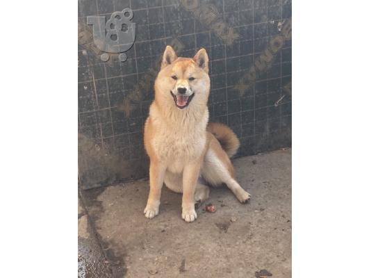 Shiba inu κουτάβια