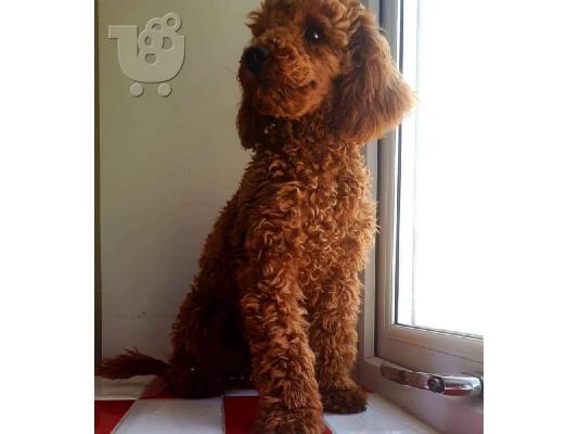 Γλυκά κουτάβια Poodle προς πώληση