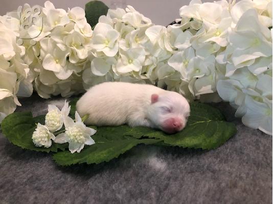 * Νέες εικόνες * Αξιολάτρευτο Γενεαλογικό Pomeranian Pups...