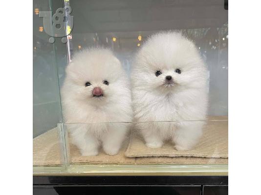 PoulaTo: pomeranian mini