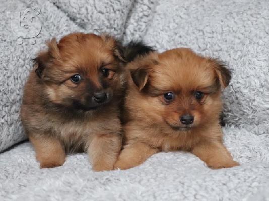 POMERANIAN