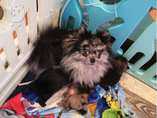 Σπάνιο εξωτικό χρώμα Πανέμορφα αγόρια Pomeranian
