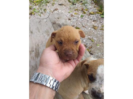 PoulaTo: ΠΩΛΟΎΝΤΑΙ  αρσενικά κουτάβια Pitbull.