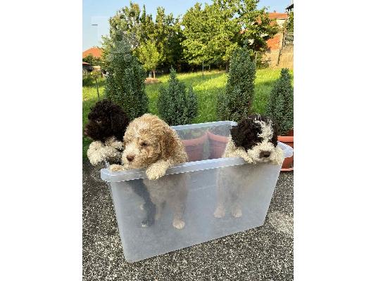 Lagotto Romagnolo κουτάβια
