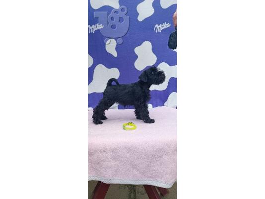 Μινιατούρα Schnauzer κουτάβια