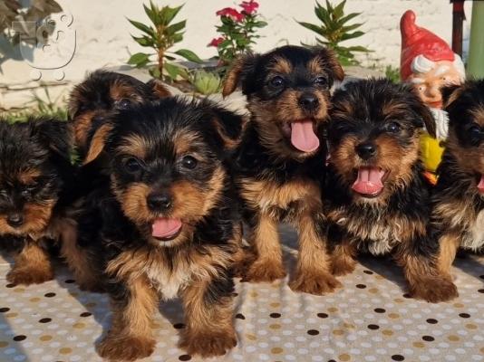 PoulaTo: Κουτάβια Yorkie terrier