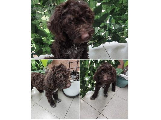 Lagotto Romagnolo szczenięta na sprzedaż