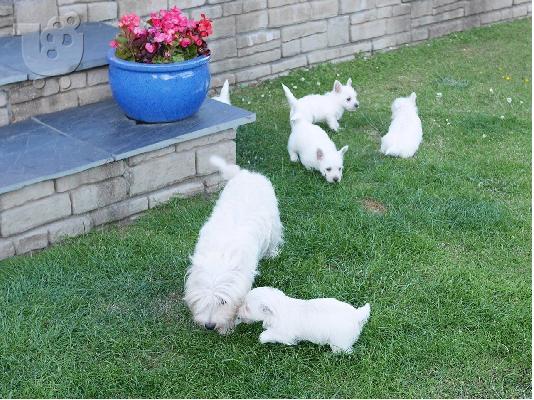PoulaTo: Kc Εγγεγραμμένα West Highland Terriers