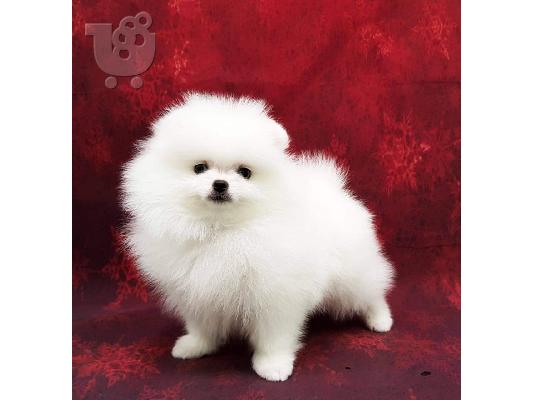 όμορφα Pomeranian Puppies προς πώληση