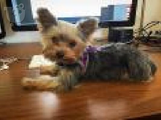 PoulaTo: κουτάβια yorkies για 300 €