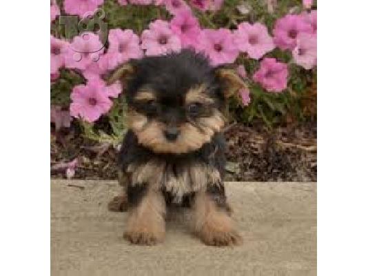 Ποιότητα Tiny Yorkie κουτάβια