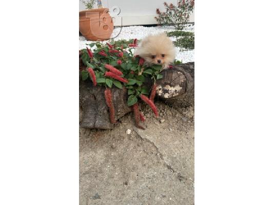 Pomeranian, κουτάβια