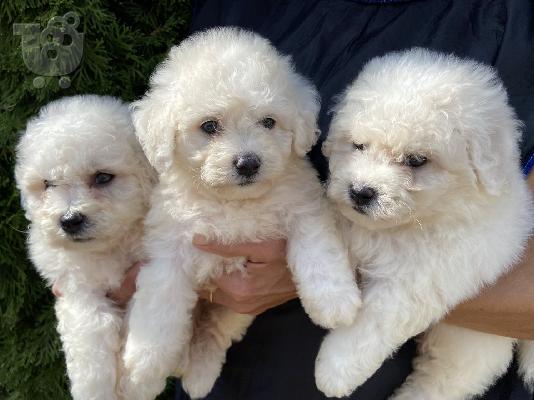 PoulaTo: Bichon Frise - Μπισόν Φριζέ