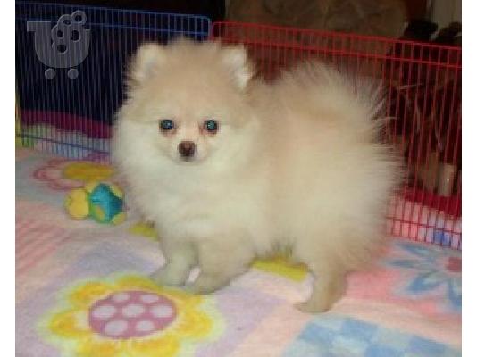 PoulaTo: Pomeranian κουτάβια! ΠΟΛΥ χνουδωτό