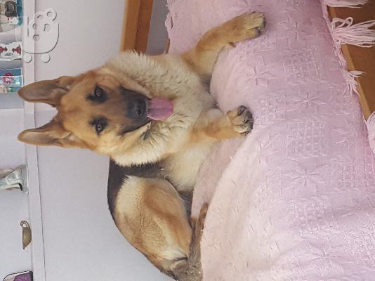 Χαριζονται ημιαιμα γερμανικα ποιμενικα