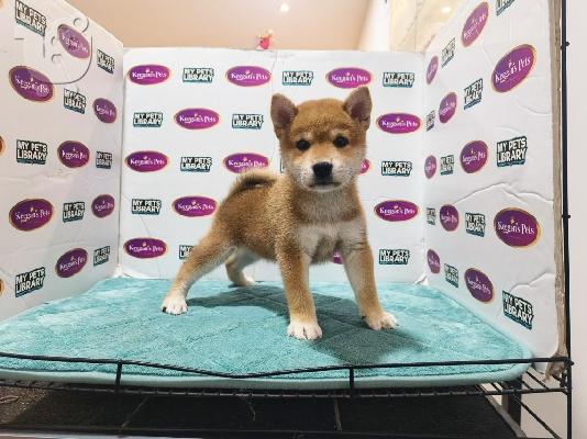 PoulaTo: Κουτάβια Shiba Inu