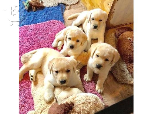 PoulaTo: Εδώ έχουμε 5 όμορφα κουτάβια Labrador retriever.