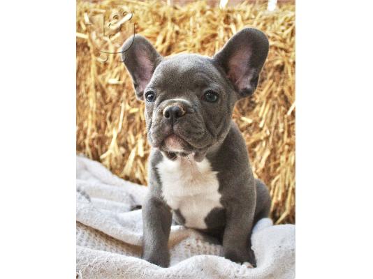 PoulaTo: French bulldog Blue
