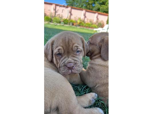 Dogue de Bordeaux κουτάβια