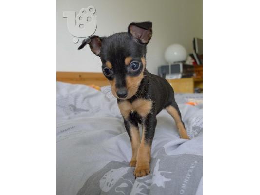 PoulaTo: Pinscher toy