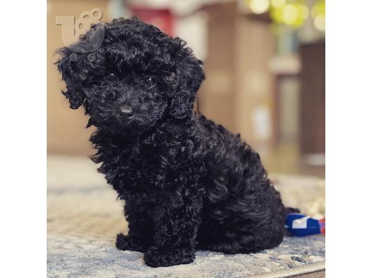 PoulaTo: Caniche mini - Κανίς μίνι
