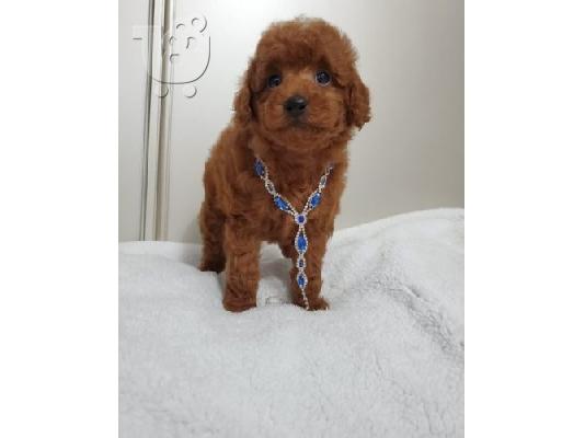 PoulaTo: Toy Poodle puppies for sale