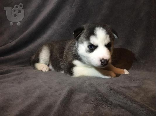 Όμορφα σκυλιά σκύλου Husky