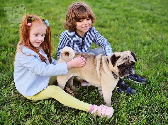 Αρσενικά και θηλυκά κουτάβια Kc Pug 5 εβδομάδων
