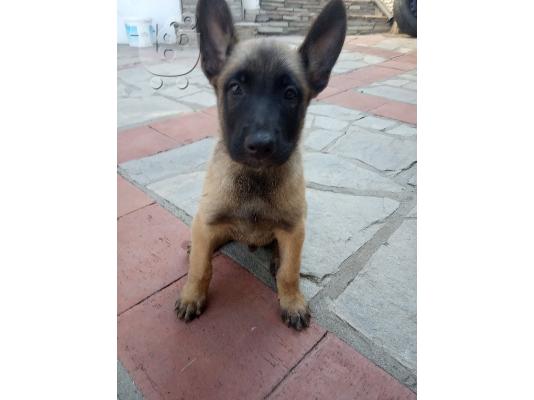 PoulaTo: Malinois καθαρόαιμα