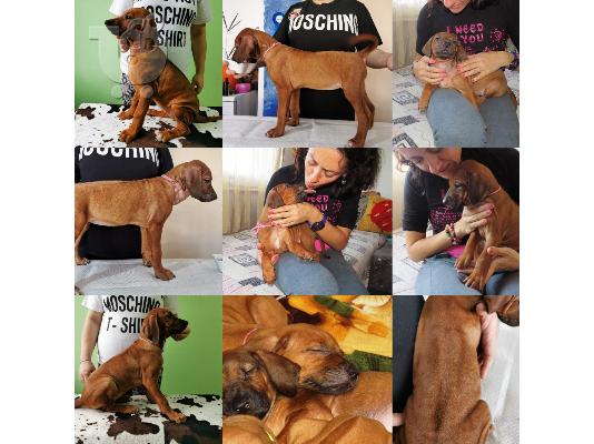 Rhodesian Ridgeback - top quality puppies