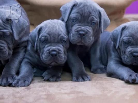 Cane Corso κουταβια ΣΥΣΤΑΣΗ