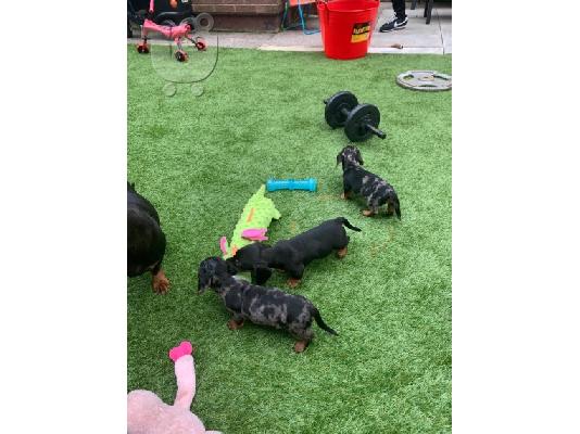 Καθαρόαιμο Dachshund