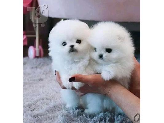 KC pomeranian μωρά έτοιμα για κράτηση