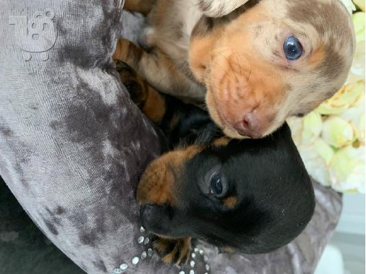 PoulaTo: AKC Dachshunds