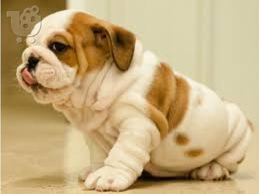 PoulaTo: englishbull κουτάβια για € 300