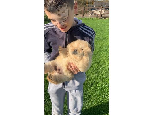 ΔΙΑΘΕΣΙΜΟ ΠΟΛΥ ΚΑΛΕΣ ΕΚΠΤΩΣΗ CHOW CHOW