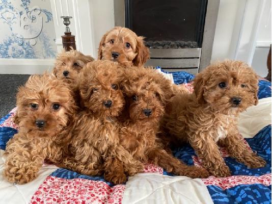 Διαθέσιμα χαριτωμένα κουτάβια Cavapoo.