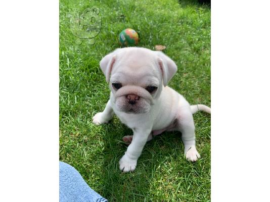 Χαριτωμένα κουτάβια Pug προς πώληση