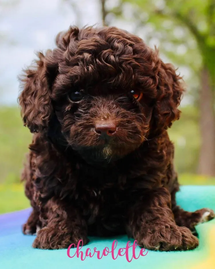 PoulaTo: Poodle chocolate toy - Κανίς σοκολατί τόι