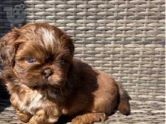 PoulaTo:             ΟΜΟΡΦΟ ΚΟΠΗ SHIH TZU PUPPY