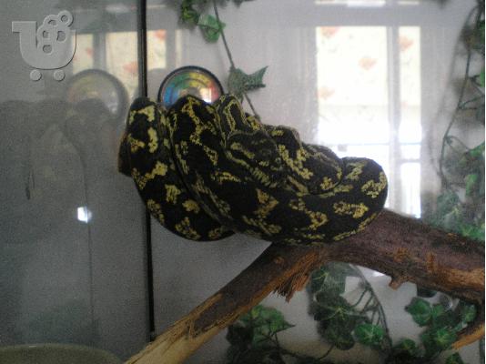 Πωλειται φιδι πυθωνας Morelia Spilota (carpet python)
