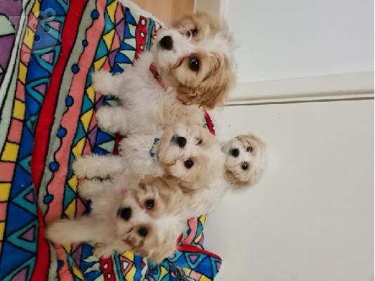 PoulaTo: υπέροχα κουτάβια cavachon προς πώληση