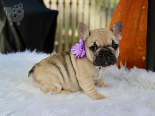 PoulaTo: γαλλικό μπουλντόγκ / French bulldog